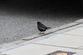City black bird at street Royalty Free Stock Photo