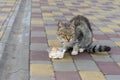 City cat fears that someone would take away its lunch Royalty Free Stock Photo