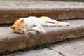 City cat in Greece Royalty Free Stock Photo