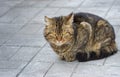 City cat sitting on a pavement Royalty Free Stock Photo