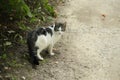 City cats, Gray-white kitty Royalty Free Stock Photo