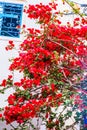 City center of mykonos, with his famous white houses, red flowers and blue doors. Greece