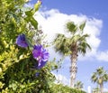 The City of Diamante and the Beach of the Tyrrhenian Sea, Colorful Plants and Trees on Top of High Large Cliffs. Calabria,