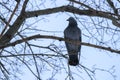 City dove sitting on brunch