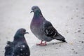 City dove or city pigeons