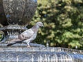 A city dove on the fountain