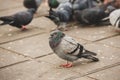 City pigeons crowd streets and public squares.