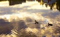 City duck on the lake surface in big city park Royalty Free Stock Photo