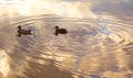 City duck on the lake surface in big city park Royalty Free Stock Photo