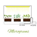 City farm for growing microgreens, baby greens, lettuce