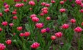 City flower bed with beautiful large pink tulips. Outdoor Royalty Free Stock Photo