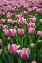 Pink (Light Purple) Tulips