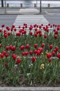 City flowerbed with red tulips, among which there is purple and yellow, and dandelions, against the background of the road with Royalty Free Stock Photo