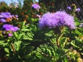 City Flowers. Ageratum houstonianum, commonly known as flossflower, bluemink, blueweed, pussy foot or Mexican paintbrush. Royalty Free Stock Photo