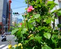 City flowers. Pink and yellow roses on the streets of Tokyo