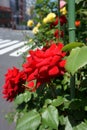 City flowers. Red rose in full bloom