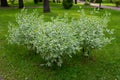 In the city garden, an ornamental shrub of the white Derena Elegantissima or Cornus alba. Soft and selective focus. Delicate