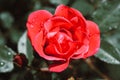 City garden red rose flower with water drops on green grass back Royalty Free Stock Photo