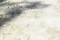 city garden summer outdoors, poplar fluff covered green grass completely. side view of path in grass Royalty Free Stock Photo