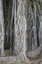 City gardens - Ficus magnolioides - A detail