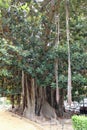 City gardens - Tropical plants - Ficus magnolioides Royalty Free Stock Photo