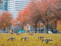 City geese feeding on park grass on an autumn day