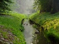 City green park stream wild ducks. Wolsztyn, Poland