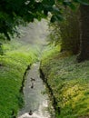 City green park stream wild ducks. Wolsztyn, Poland