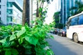 City Green Spaces Plants on Foot Bridge