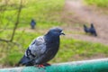 City grey pigeon sits on a metal fence in the park Royalty Free Stock Photo