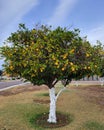 City grown Orange tree in Winter, Phoenix, AZ