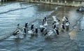 The city harbour of Cairns a flock of pelicans swims in the water and wants to be fed