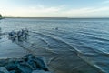 the city harbour of Cairns a flock of pelicans swims in the water and wants to be fed