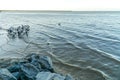 the city harbour of Cairns a flock of pelicans swims in the water and wants to be fed