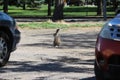 City hare between parked cars Royalty Free Stock Photo