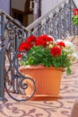 City improvement, beautiful red and white blooming pelargonium geraniums in a flower pot at the railing of the stairs against the