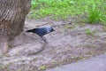 City jackdaw stepping foot on a piece of bread lying on the ground color