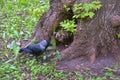 City jackdaw stepping foot on a piece of bread lying on the ground color