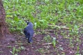 City jackdaw stepping foot on a piece of bread lying on the ground color