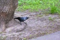 City jackdaw stepping foot on a piece of bread lying on the ground color