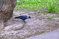 City jackdaw stepping foot on a piece of bread lying on the ground color