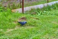 City jackdaw stepping foot on a piece of bread lying on the ground color