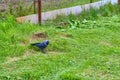 City jackdaw stepping foot on a piece of bread lying on the ground color