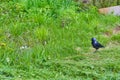 City jackdaw stepping foot on a piece of bread lying on the ground color