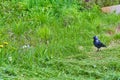 City jackdaw stepping foot on a piece of bread lying on the ground color