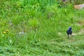 City jackdaw stepping foot on a piece of bread lying on the ground color