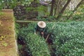 Tea plantation and old woman work at garden.