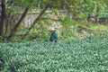 Tea plantation and old woman work at garden.