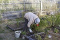 A woman puts in order in the beds in May