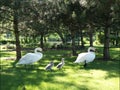 city, Kiev, swan, animal, animals, forest, grass, chick,